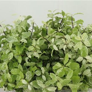 Pittosporum Nevato