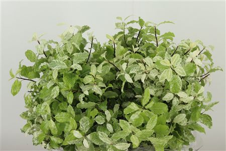 299989437_359853076_H_1-7 Pittosporum Nevato