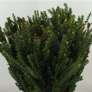323432338_389554616_H_1-8 Zeleň Myrtha 60 cm