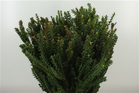 323432338_389554616_H_1-8 Zeleň Myrtha 60 cm
