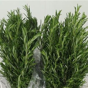 334559582_403238881_H_1-4 Zväzok čerstvého rozmarínu lekárskeho s 50 cm stonkami