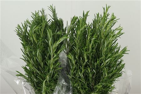 334559582_403238881_H_1-4 Zväzok čerstvého rozmarínu lekárskeho s 50 cm stonkami