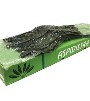Aspidistra Elatior 60 cm