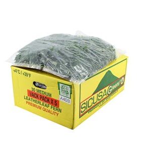344212914_415225588_H_1-19 Eukalyptus cinerea sprej s jemnými listami