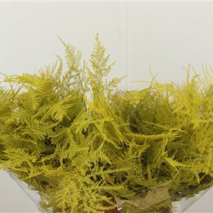 Asparagus Dyed Small Yellow