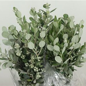 Pittosporum Ralphy