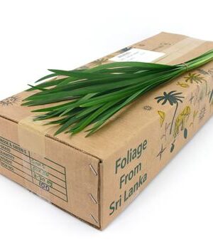 352273808_425073603_H_1-9 Dekoratívna tráva T-grass Green 80 cm