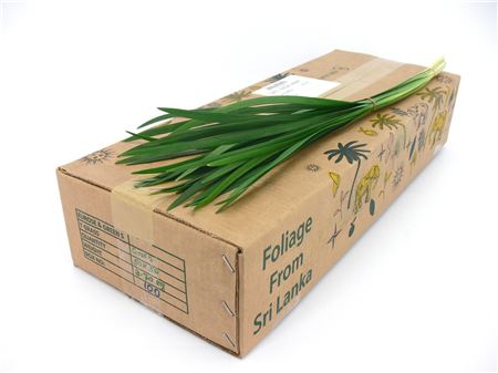 352273808_425073603_H_1-9 Dekoratívna tráva T-grass Green 80 cm