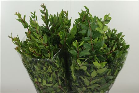 Zeleň Myrtha 60 cm
