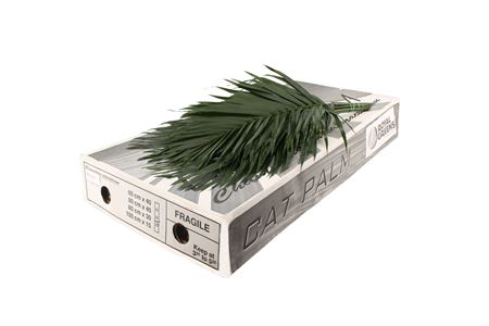 352481755_425314590_H_1-10 Zelené listy Catpalm