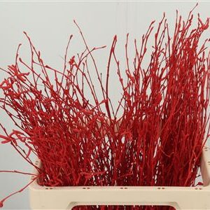 352481851_425314784_H_1-7 Betula Dyed Red 60 cm