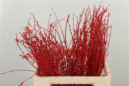 352481851_425314784_H_1-7 Betula Dyed Red 60 cm