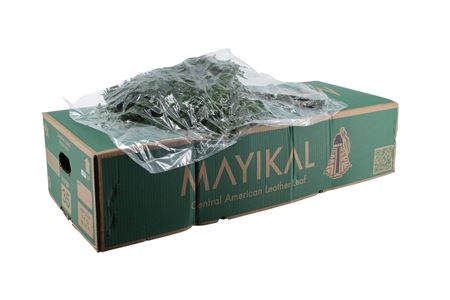 Vetvička strieborno-sivého eukalyptu s okrúhlymi listami