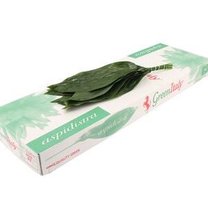 Aspidistra Elatior 60 cm
