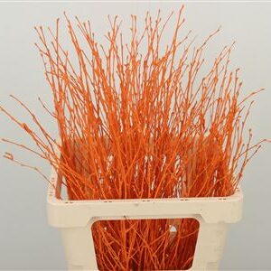 353514228_426594842_H_1-7 Betula Dyed Orange vetvičky v oranžovej farbe