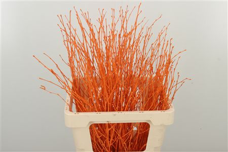 353514228_426594842_H_1-7 Betula Dyed Orange vetvičky v oranžovej farbe