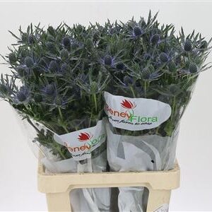 354030905_427263672_H_1-6 Eryngium Mag Blue Lagoon