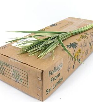 354253318_427536901_H_1-20 Dekoratívna tráva T-grass Variegated 50 cm
