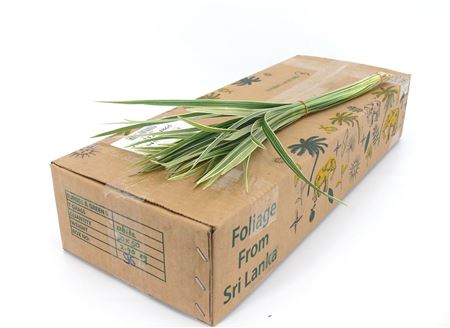 354253318_427536901_H_1-20 Dekoratívna tráva T-grass Variegated 50 cm