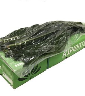 Aspidistra Elatior 60 cm