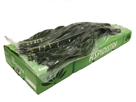 Aspidistra Elatior 60 cm