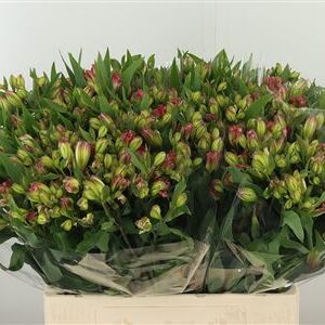 Alstr Flor Pink Paradiso