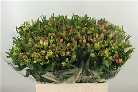 Alstr Flor Pink Paradiso