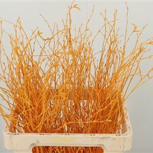 354738491_428133098_H_1-7 Vetvičky Betula Dyed Apricot v marhuľovej farbe