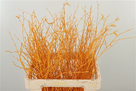 354738491_428133098_H_1-7 Vetvičky Betula Dyed Apricot v marhuľovej farbe