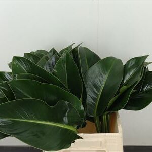 355016542_428470760_H_1-7 Philodendron Green Beauty 50 cm