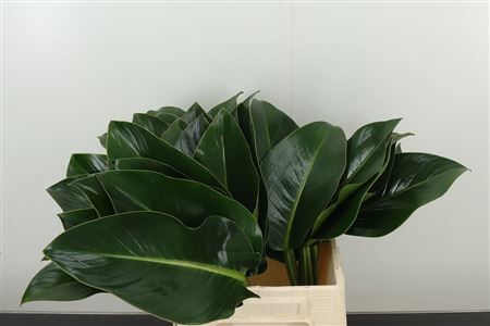 355016542_428470760_H_1-7 Philodendron Green Beauty 50 cm