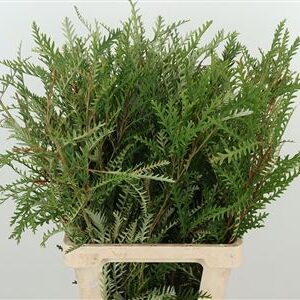 355093913_428572220_H_1-8 Grevillea Ivanhoe