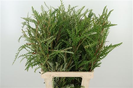 355093913_428572220_H_1-8 Grevillea Ivanhoe