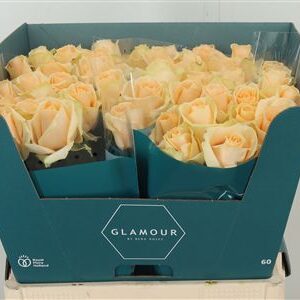 355114300_428599403_H_1-17 Ruža Avalanche Peach 50 cm