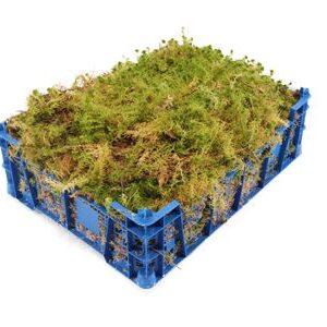 355582500_429161450_H_1-7 Mach Sphagnum Per Blik