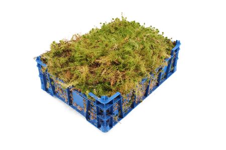 355582500_429161450_H_1-7 Mach Sphagnum Per Blik