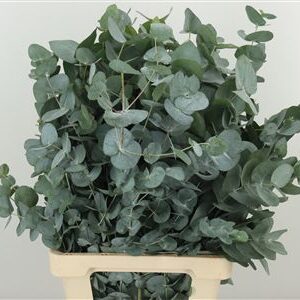 356132102_429849825_H_1-70 Eucalyptus Cinerea 50 cm