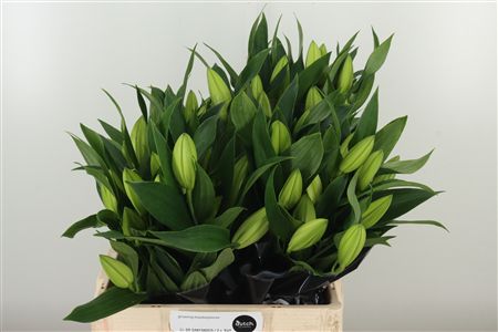 Biela Orientálna Ľalia Li Or Santander White 85 cm