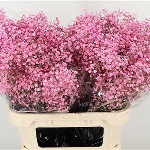 356276216_430024920_H_1-84 Gyps Dyed Xlence New Pink