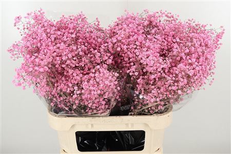 356276216_430024920_H_1-84 Gypsofila Dyed Xlence New Pink 80 cm
