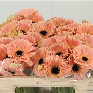 356760446_430637241_H_1-11 Gerbera Ge Mi @ Espresso s hlbokou hnedou farbou