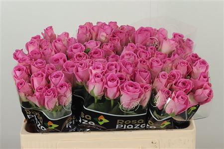 Ruža Grand Prix Aqua 60 cm