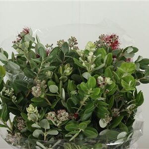 356979023_430901992_H_1-8 Pittosporum Ralphy