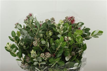356979023_430901992_H_1-8 Pittosporum Ralphy