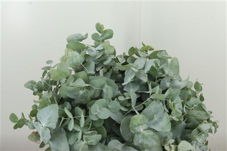 357051243_430999600_H_1-51 Eucalyptus Cinerea 50 cm
