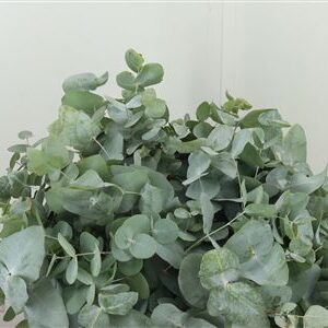 Eucalyptus Cinerea 50 cm