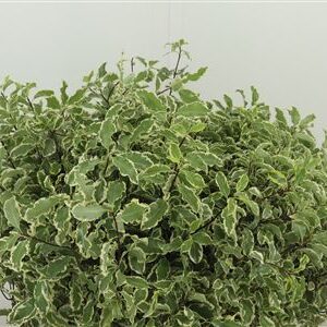 357051251_430999612_H_1-10 Pittosporum Bont