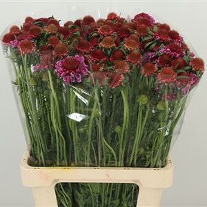 Scabiosa Marshmellow Scoop 70 cm
