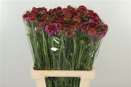 Scabiosa Marshmellow Scoop 70 cm