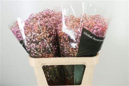 357401053_431438995_H_1-6 Gypsophila Pa Xlence 60 cm
